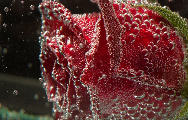 Hermosa flor en el agua, macro — Foto de Stock