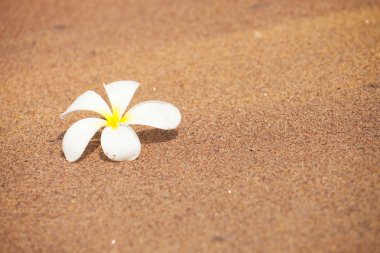 Plumeria çiçek kum üzerinde