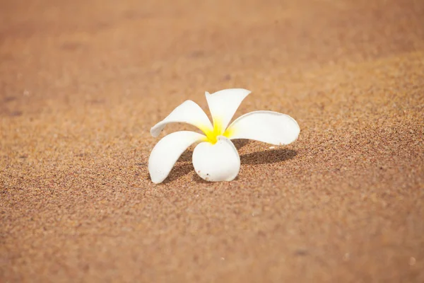 砂の上のプルメリアの花 — ストック写真