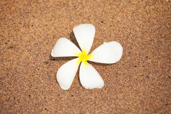 Plumeria flower on the sand — Stock Photo, Image