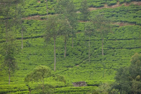 锡兰茶种植园 — 图库照片