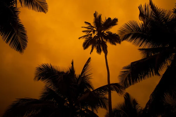 熱帯の夕日 — ストック写真