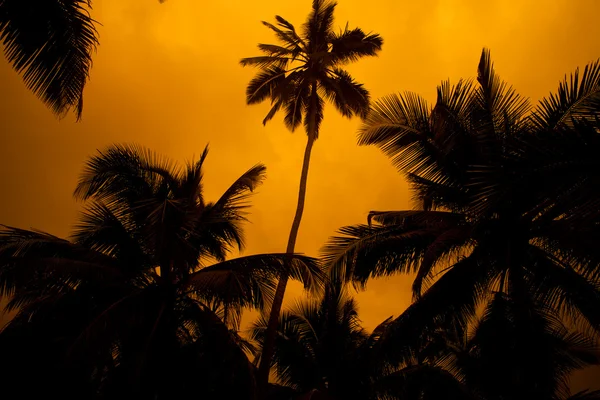 Tropische zonsondergang — Stockfoto