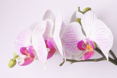 orkide beyaz arkaplanda izole edildi