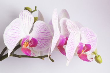 orkide beyaz arkaplanda izole edildi