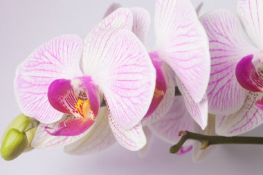orkide beyaz arkaplanda izole edildi