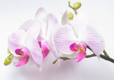 orkide beyaz arkaplanda izole edildi