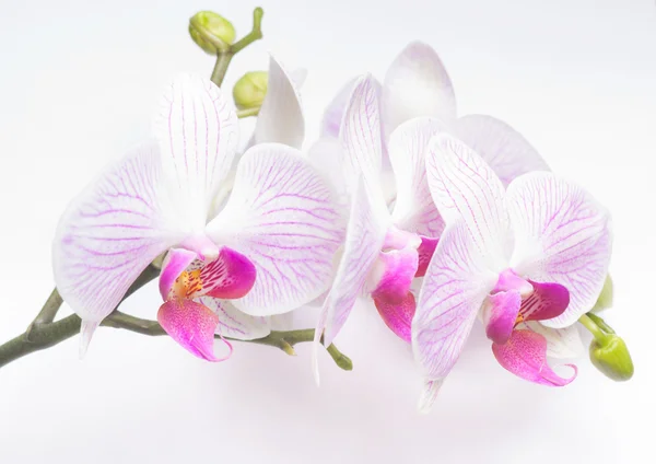 Orchidea isolata su fondo bianco — Foto Stock