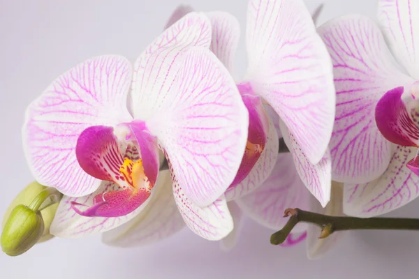 Orchidée isolée sur fond blanc — Photo