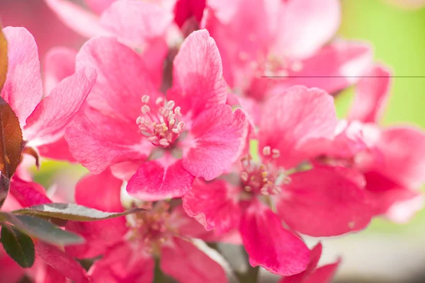 Beau collage d'arbres en fleurs — Photo