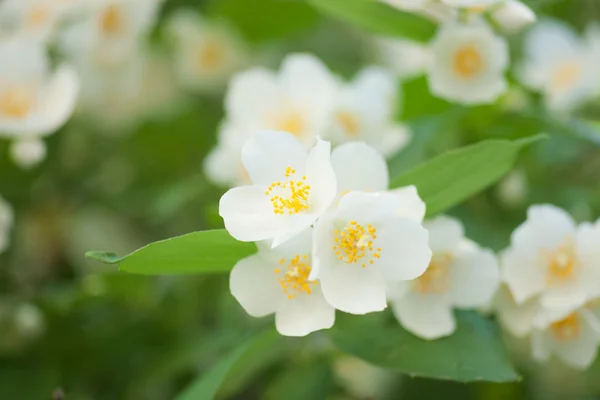 Bloem jasmijn — Stockfoto