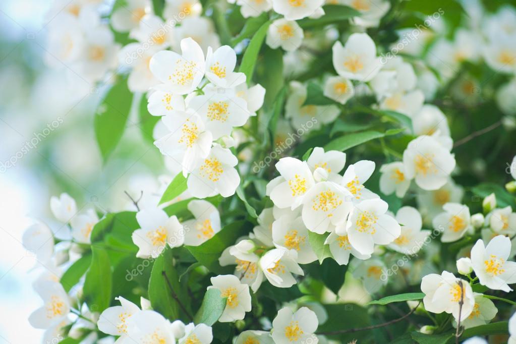 Flower jasmine