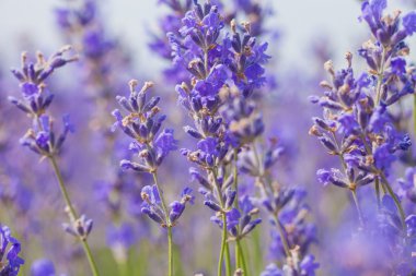 Lavanta çiçekleri bir yaz gününde