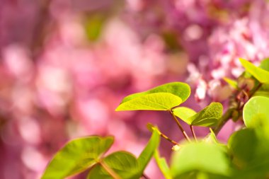 Erguvan çiçeği ve yaprağı