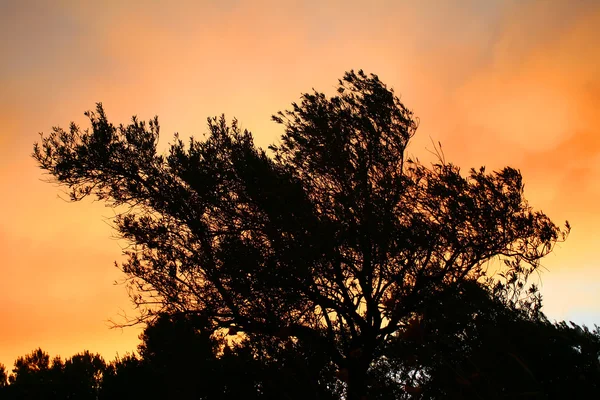 Olive Tree Silhouette At Sunset — Stock Photo, Image