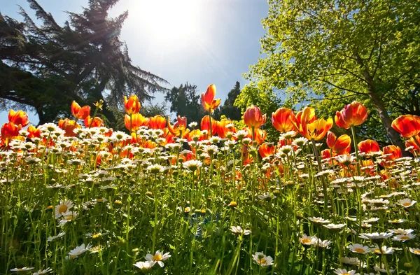 Um campo de tulipas em um jardim — Fotografia de Stock