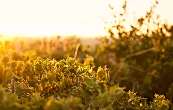 Ein Feld von Carissa Stechpalme — Stockfoto