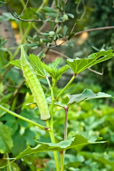 Okra orgânica grande em sua planta — Fotografia de Stock