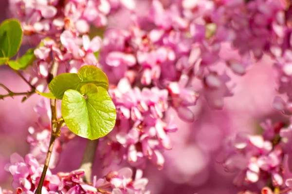 Erguvan çiçeği ve yaprağı