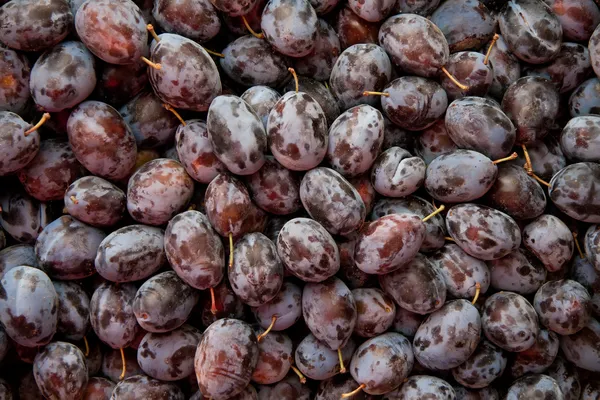 Cumulo di fresco organico viola damson prugne — Foto Stock
