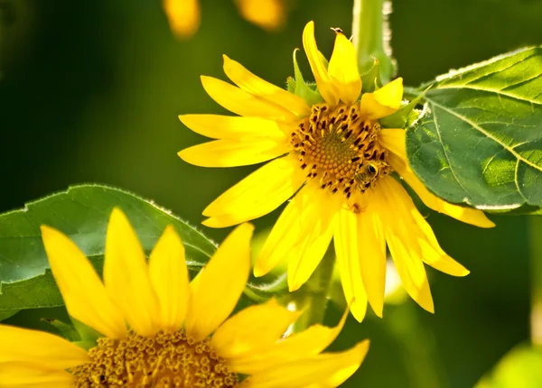 Güzel organik ayçiçeği bir arı — Stok fotoğraf
