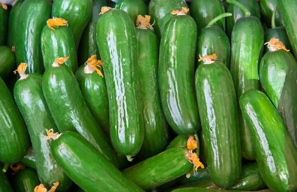 Biologische verse komkommers — Stockfoto