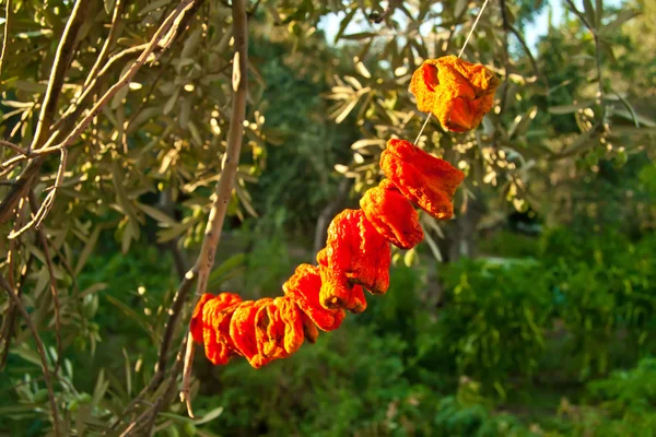 Pimentos de sino orgânicos pendurados ao sol seco — Fotografia de Stock