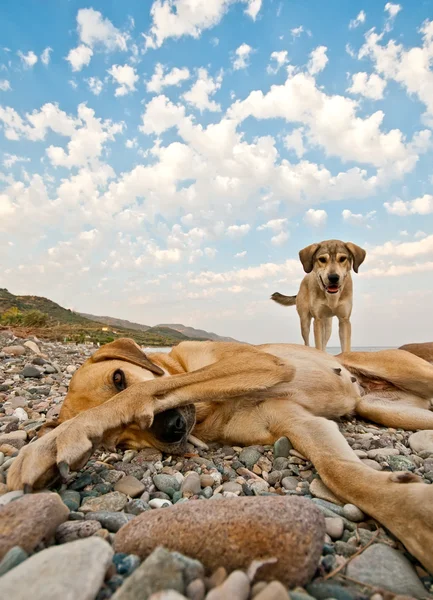 Playful Dogs On The Beach — Stock Photo, Image