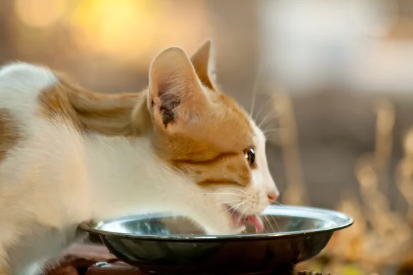 고양이를 그녀의 우유를 핥 아 스톡 사진