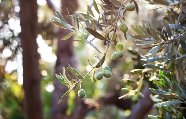 Mediterranean Gold; Olives On It’s Tree Branch clipart