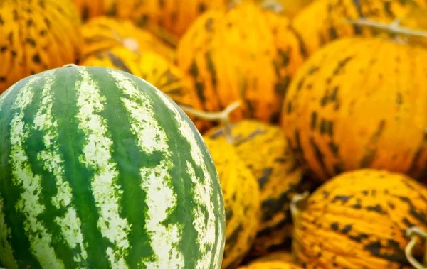 Organic Watermelon and Casaba Melon Heap — Stock Photo, Image