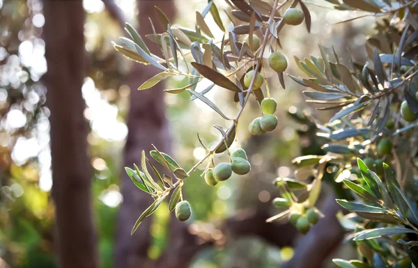 Mediterranean Gold; Olives On It 's Tree Branch Стоковая Картинка