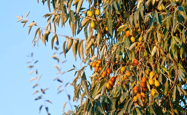 Organic rus măsline Branch — Fotografie, imagine de stoc