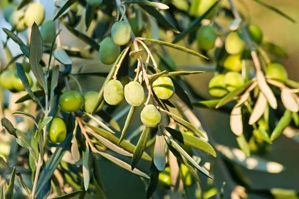 Junge Olive auf einem Zweig — Stockfoto