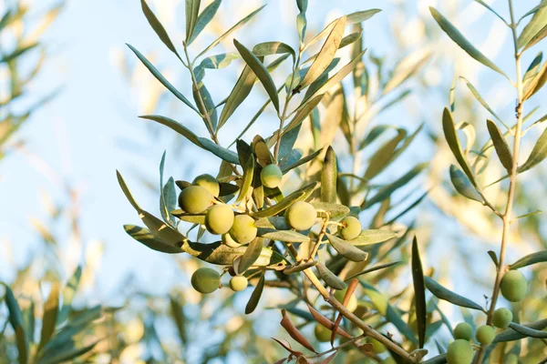 Young Olives On A Branch — Stock Photo, Image