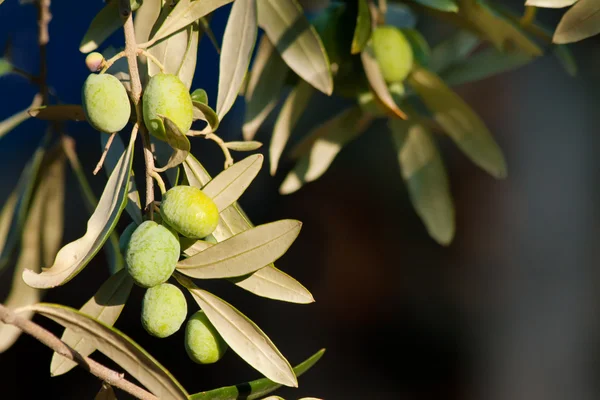 Молодые оливки на ветке — стоковое фото