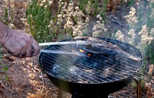 Sea Bream Fish Grilled — Stock Photo, Image