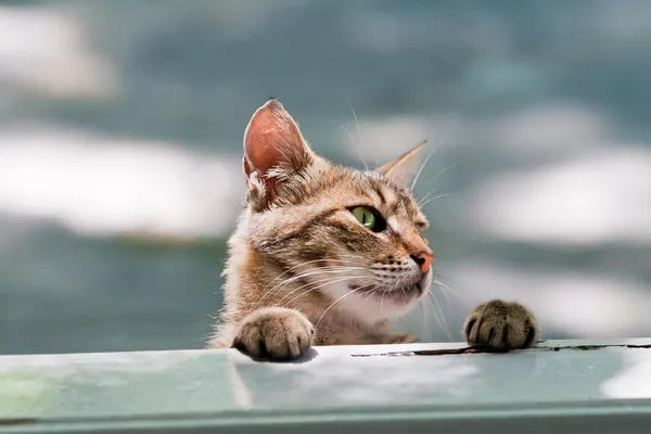 Hungry Cat Looking Into Window — Stock Photo, Image