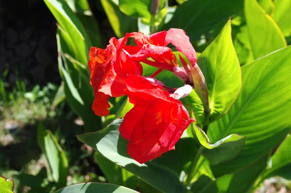 Flor de canna roja en el primer lecho de flores — Foto de Stock
