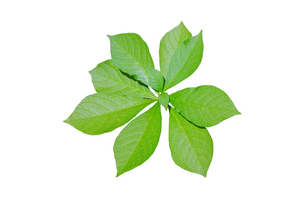 Mandrake αφήνει απομονωθεί σε λευκό φόντο Εικόνα Αρχείου