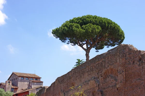 Roman ancient wall with pine tree against blue sky and church on background — Stock Photo, Image