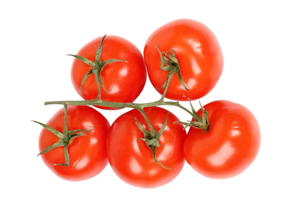 Tomatenzweig — Stockfoto