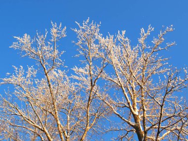 Kuzey kış ormanı. Mavi gökyüzüne karşı kar altında ağaç dalları      