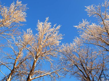 Kuzey kış ormanı. Mavi gökyüzüne karşı kar altında ağaç dalları    