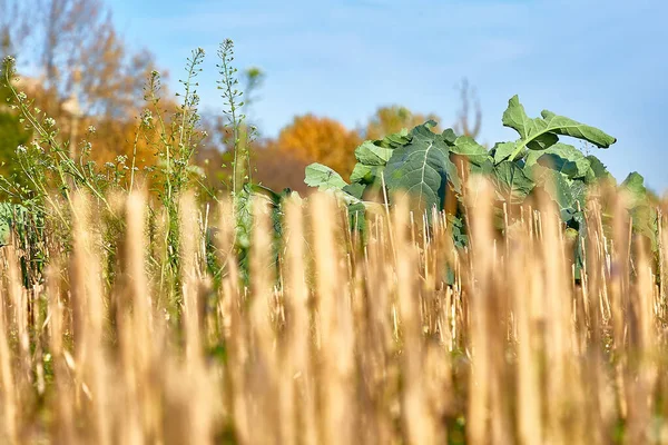 Φυτά αγρών δίπλα στο γρασίδι κουρεύονται ενάντια σε ένα γαλάζιο ουρανό — Φωτογραφία Αρχείου