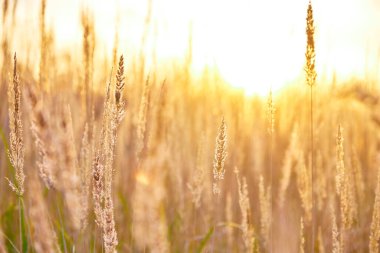 Sarı-yeşil uzun çimenler batan güneşe karşı bir tarlada