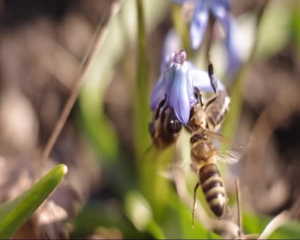 Abeille sur une fleur. — Video