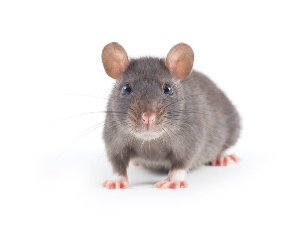 Крыса на белом
