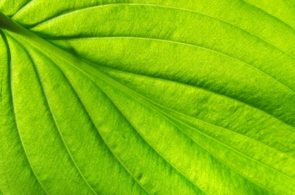 Texture foglia verde — Foto Stock