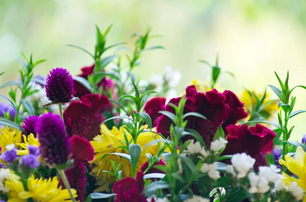 Flowers — Stock Photo, Image